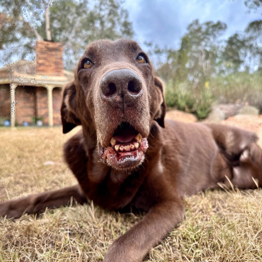 Boog Turk Turns 14!