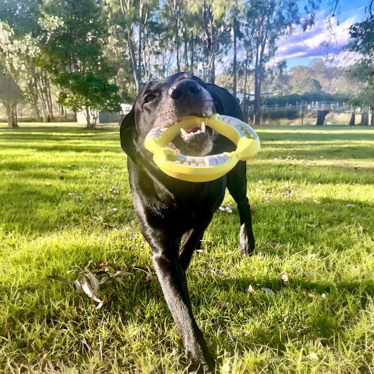 From Playtime to Purpose: How Our Dog Toy Business Was Born