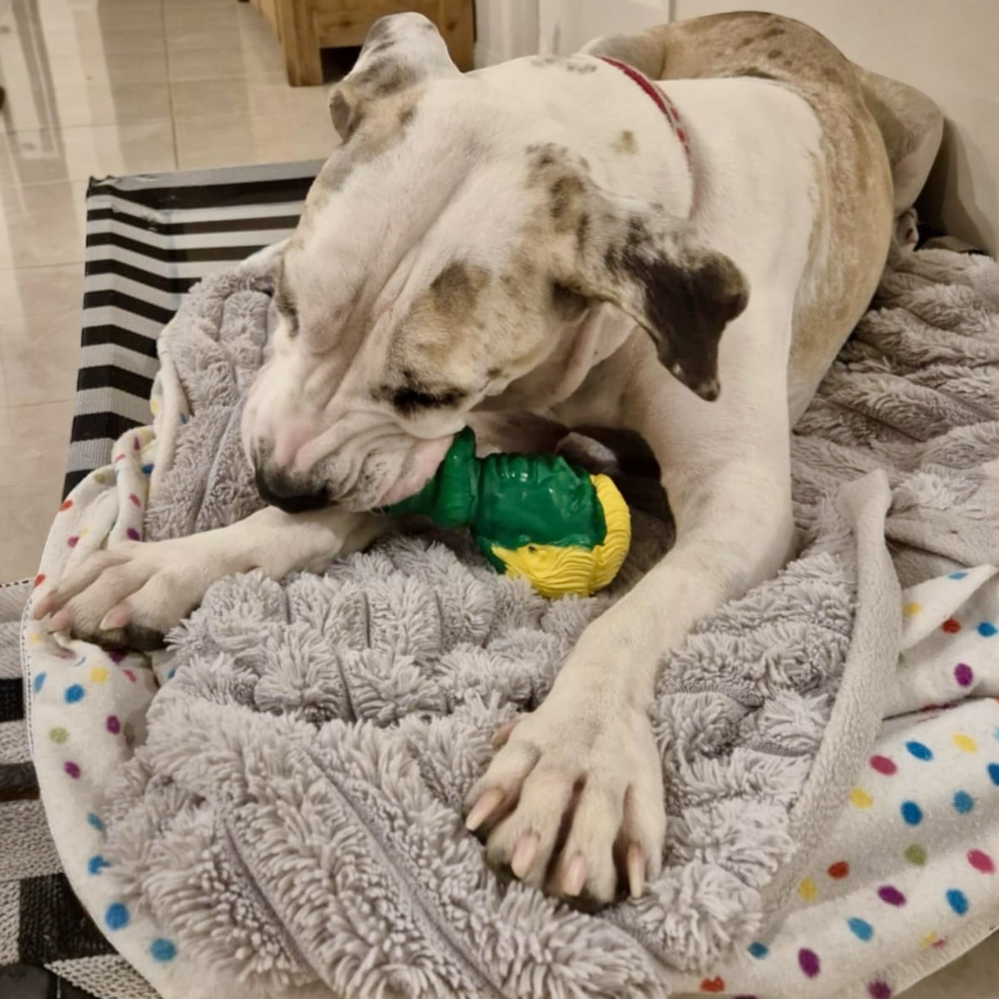 White dog having fun chewing a rubber model of Donald Trump