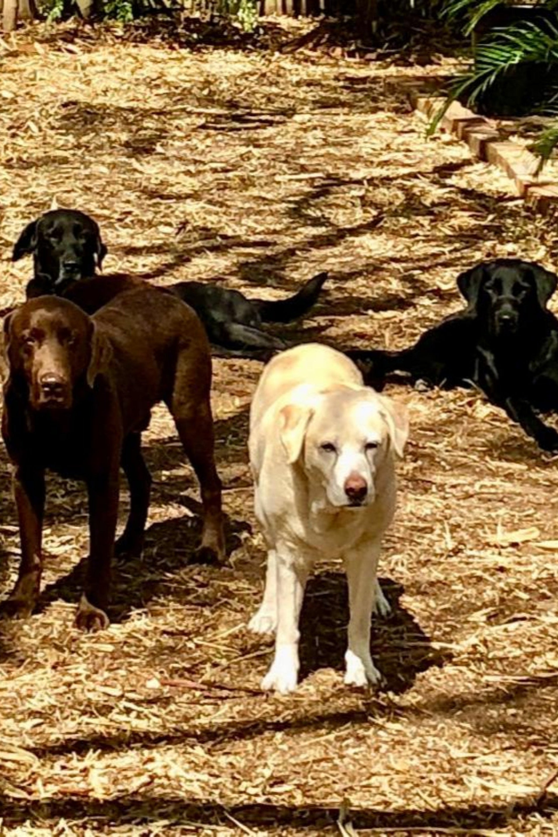 The Boogs & Poods team