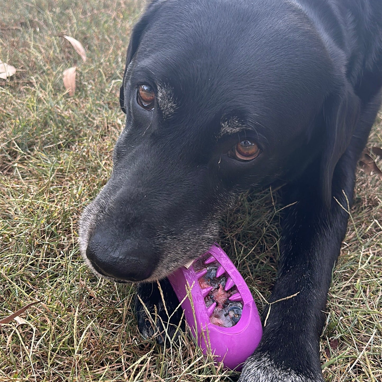 Dog chewing on a rubber eggplant-shaped dog toy filled with frozen fruit.