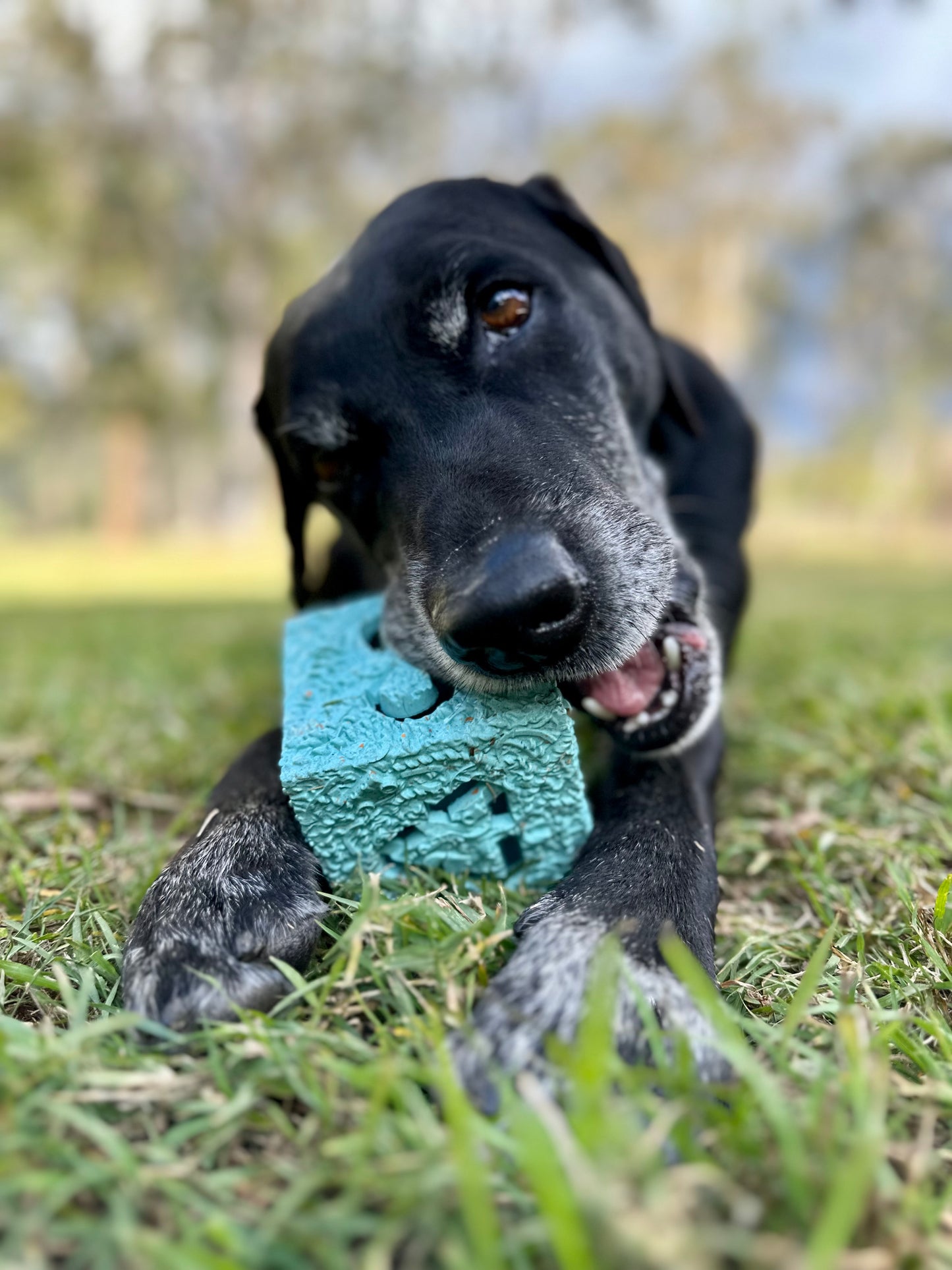 Dog chewing a recycled rubber Cube dog toy