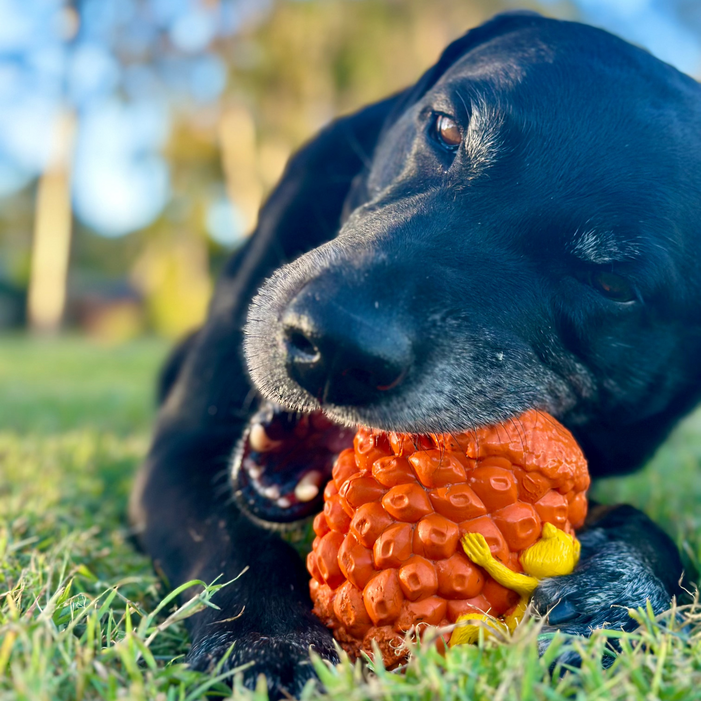 Dog chewing an orange rubber acorn dog toy on the grass.