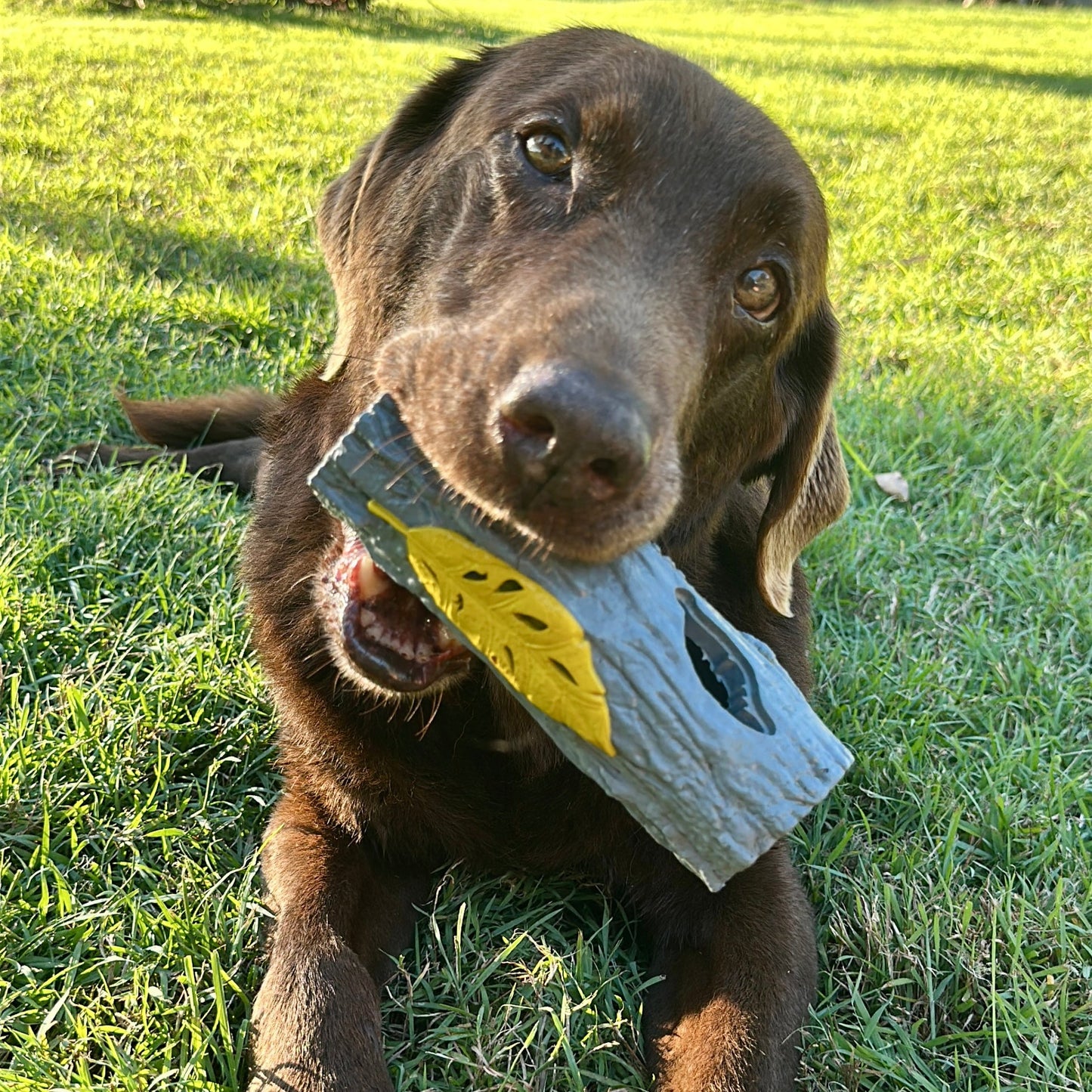 Dog laying on the grass happily chewing on a great rubber fetch stick dog toy.