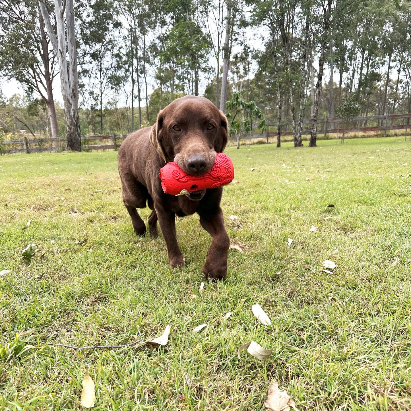 Brown dog with a red rubber soda can toy in his mouth.
