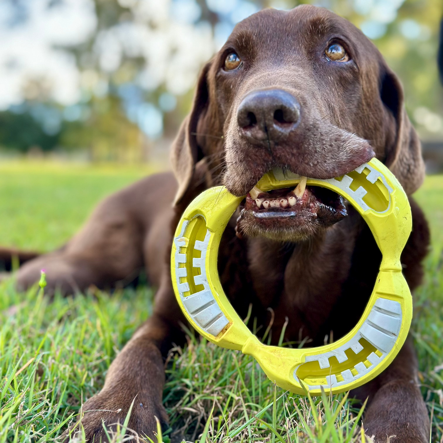 Brown dog laying on the grass holding a yellow rubber Na Na Ring dog toy.