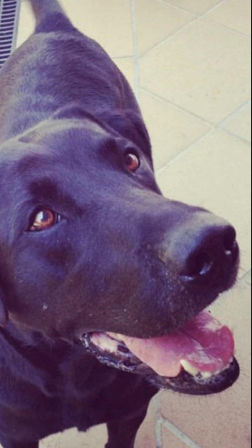 black dog happily waiting for owner to give a treat