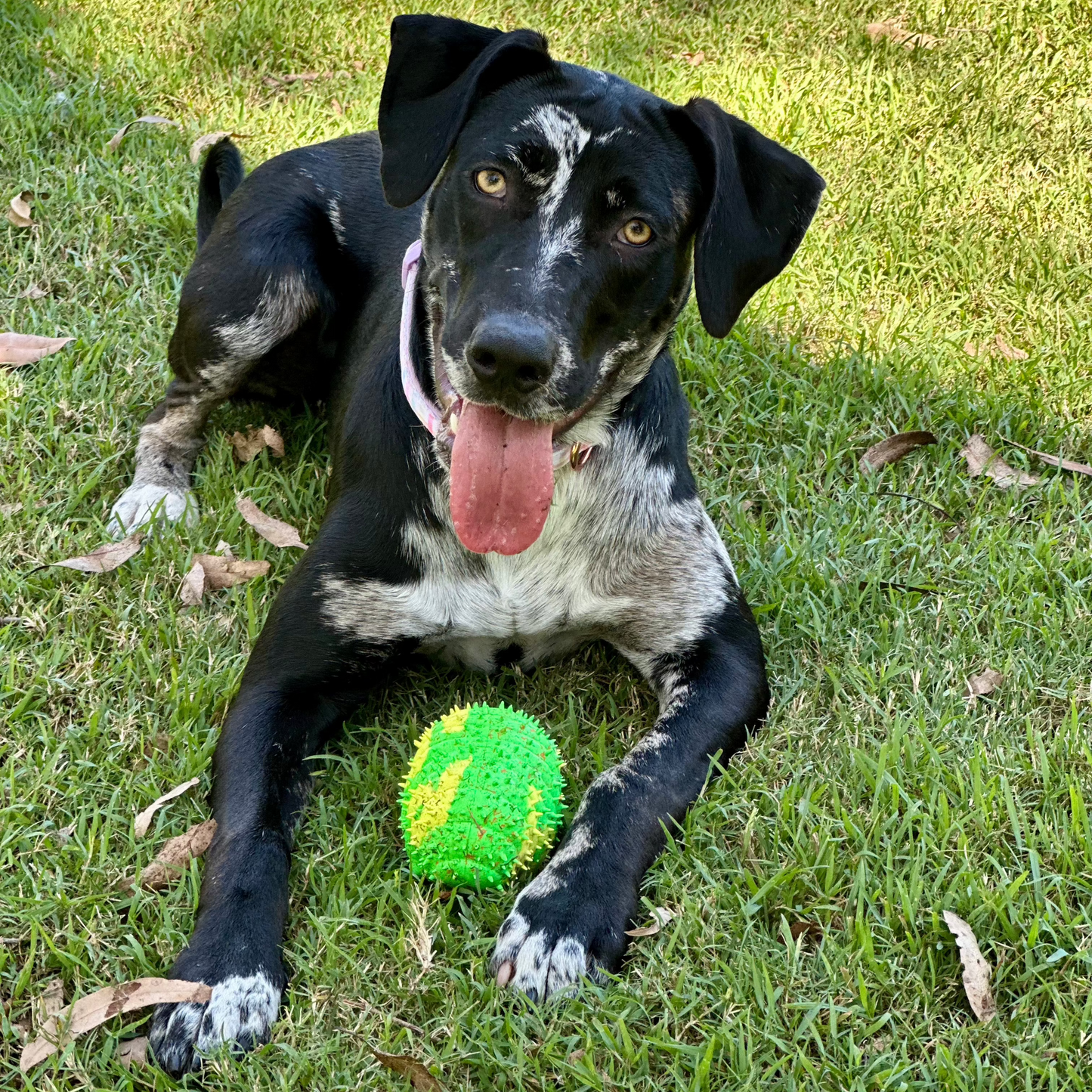 cute black and white dog playing with a recycled rubber caterpillar dog toy