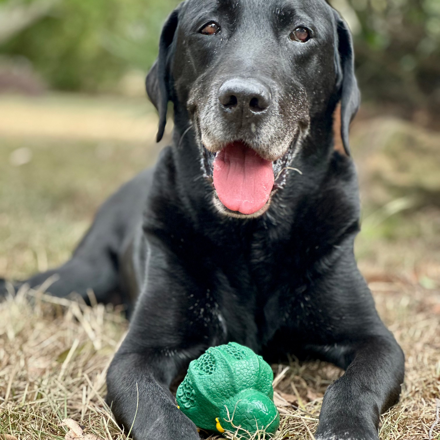 black dog with brown eyes and white muzzle who has a green rubber octopus to play with
