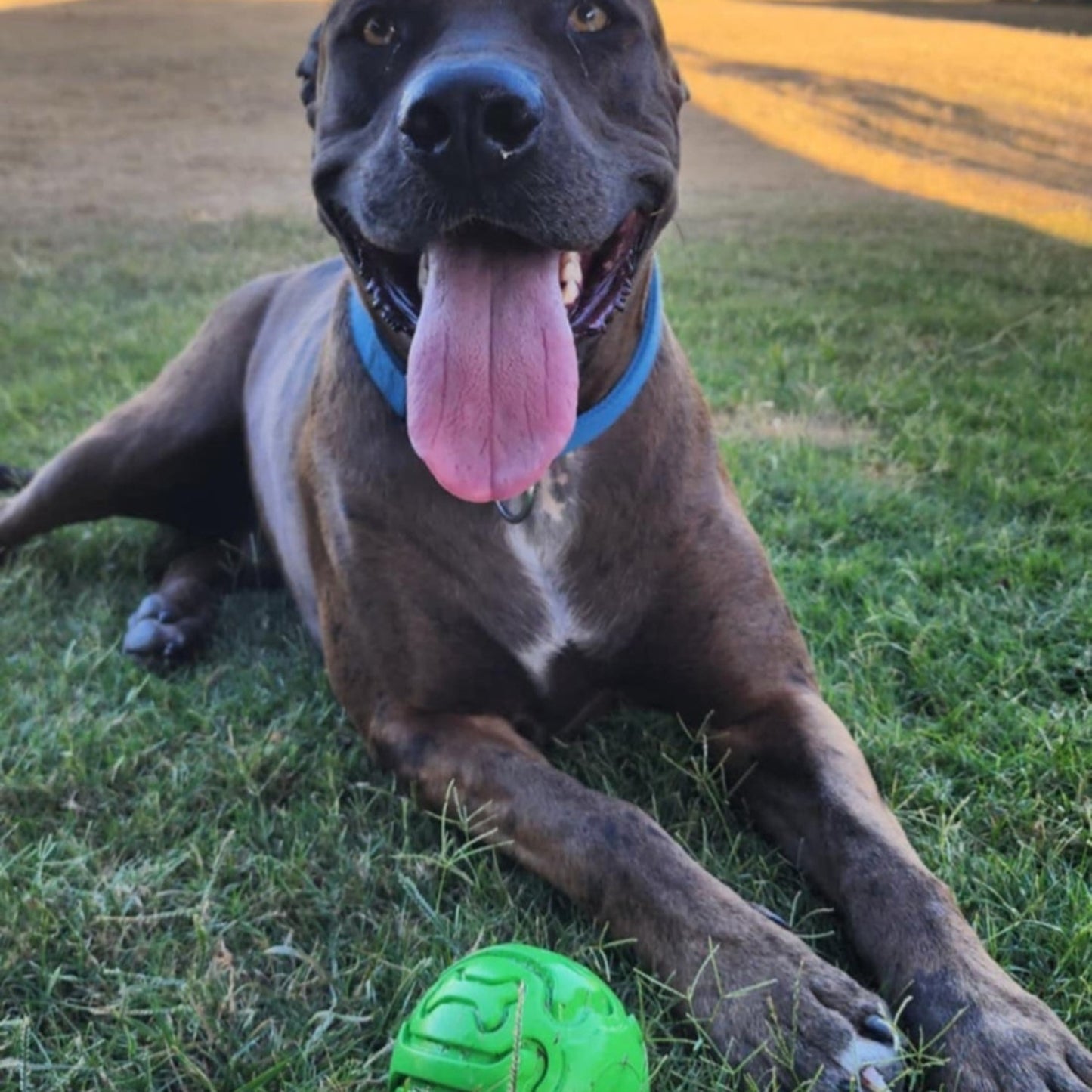 Dog sitting with a green rubber squeak ball.