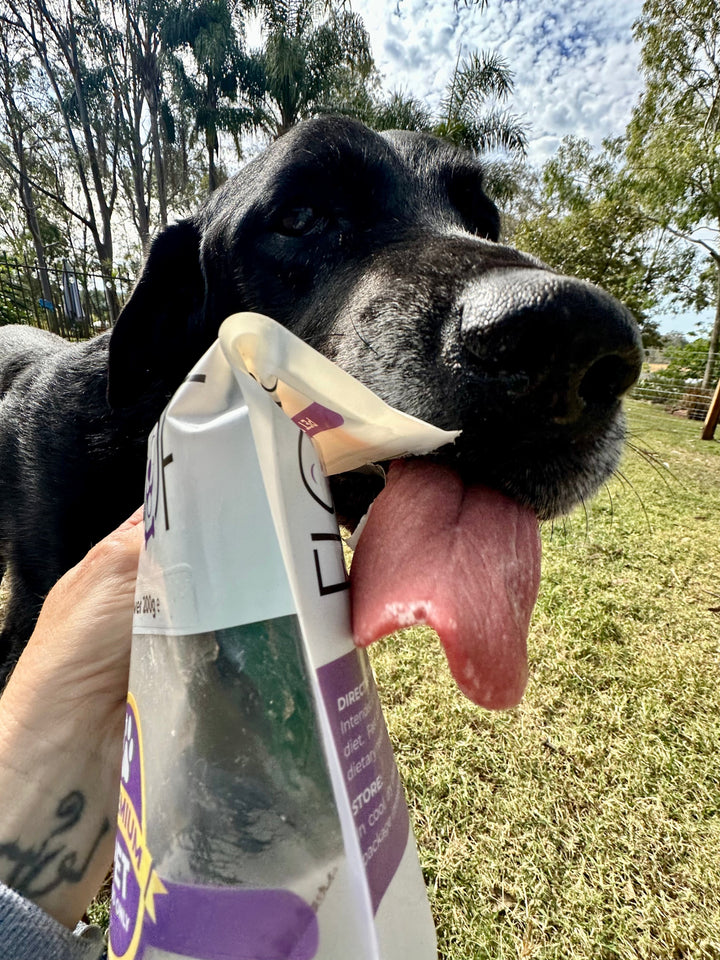 Why Natural & Organic Dog Treats Are a Game-Changer for Your Pet’s Health