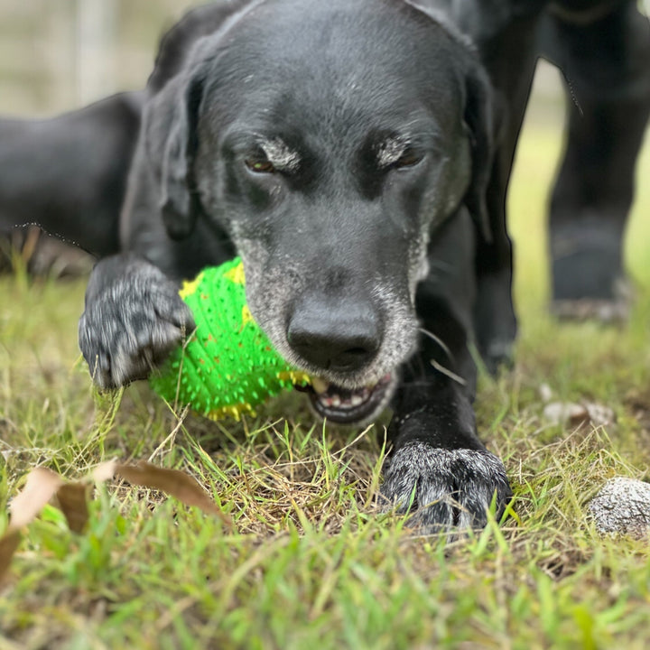 Dog chewing on a recycled rubber caterpillar dog toy 