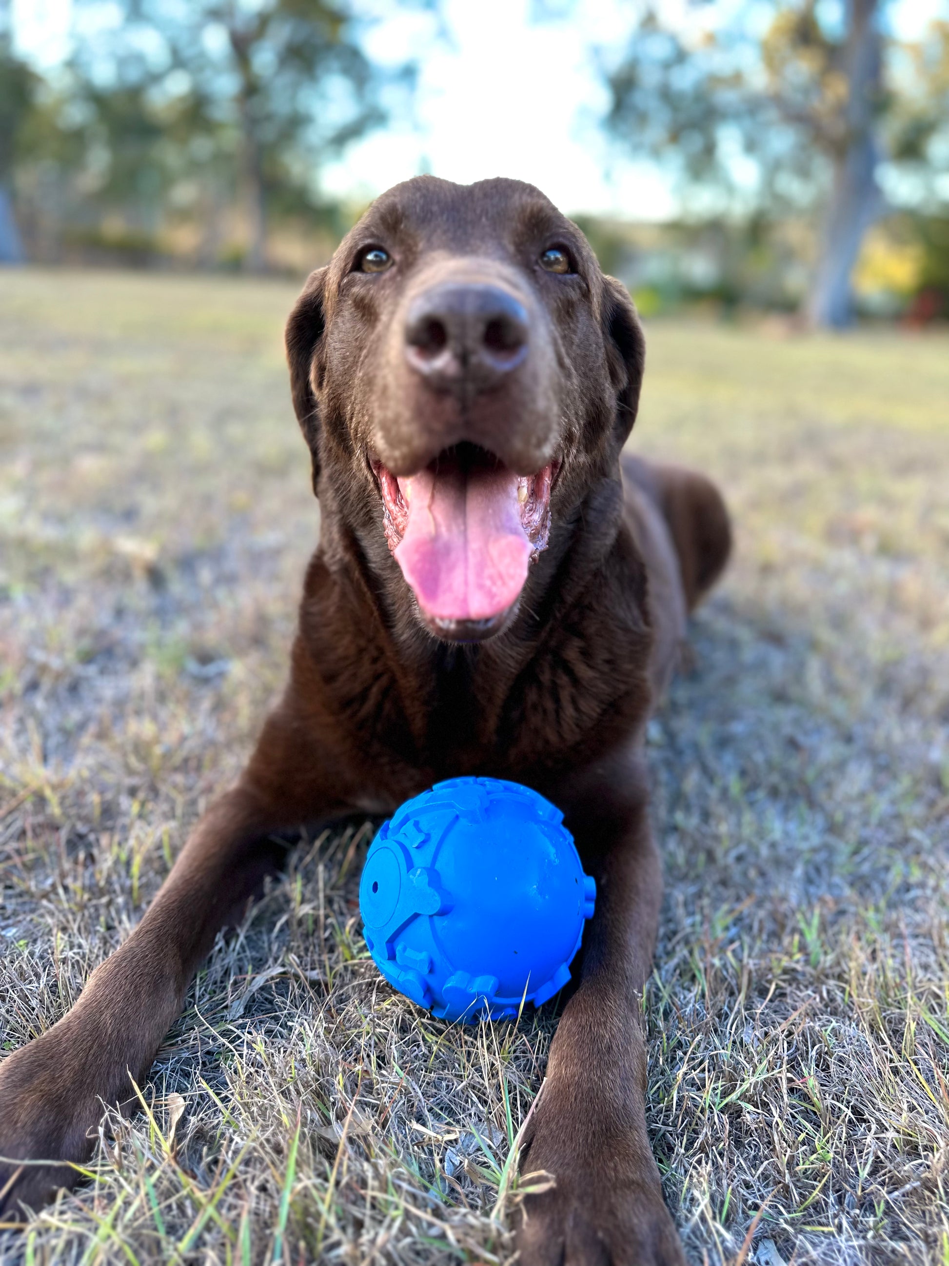 Squeak Ball - Boogs & Poods