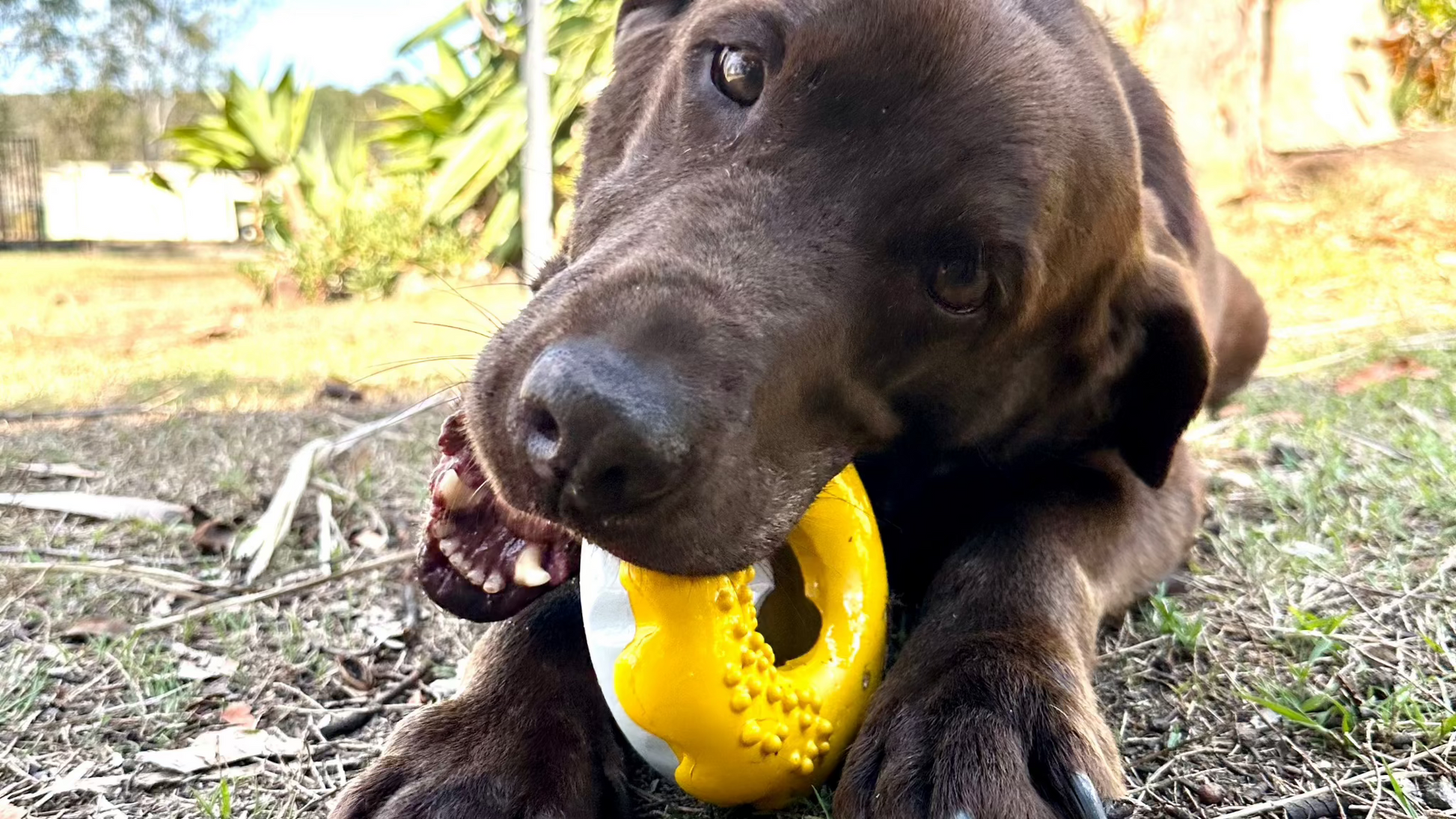 Cute dog chewing on a rubber Donut dog toy in yellow.