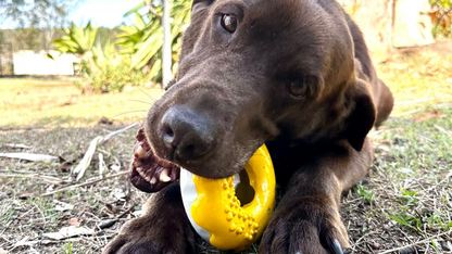 Cute dog chewing on a rubber Donut dog toy in yellow.