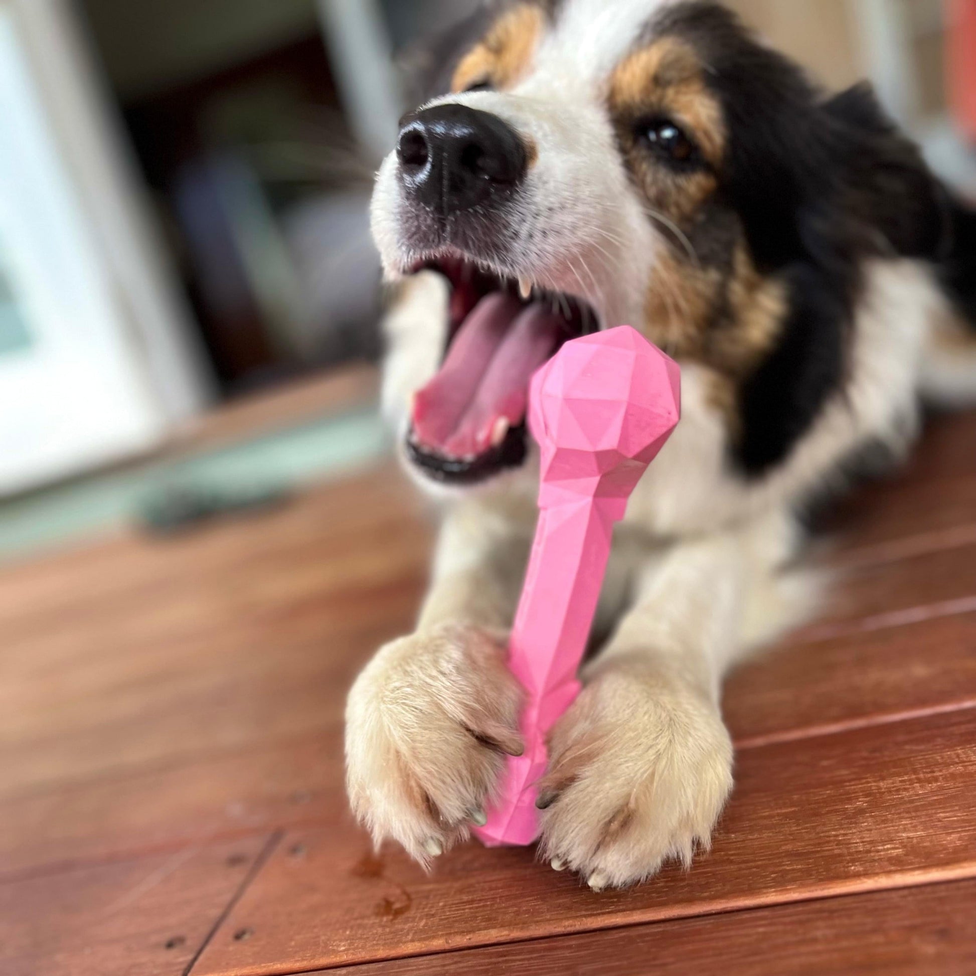Brown, black and white dog chewing on a rubber Bone dog toy in pink.
